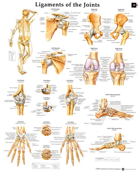 Pin on Experience Anatomy Class