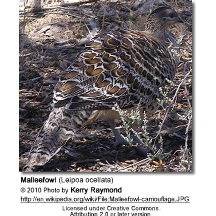 Malleefowl (Leipoa ocellata) Information | Earth Life