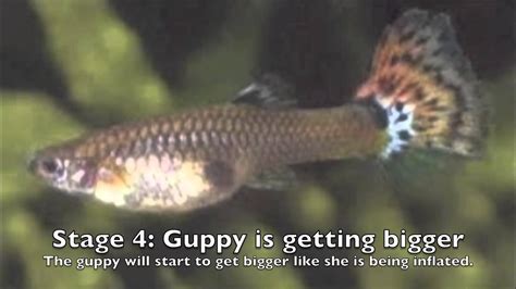 Stages of a Guppy's Pregnancy - YouTube