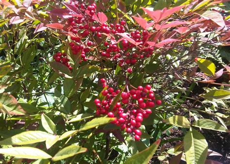 How to Properly Prune Your Nandina Domestica - The Arches