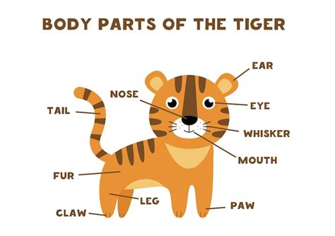 Premium Vector | Body parts of the tiger. Animals anatomy in English ...