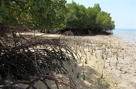 Explore Indialand: Mangrove Forest In India