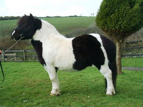 Finnister Pluto - Halstock & Blackertor Studs | Pony breeds, Shetland ...