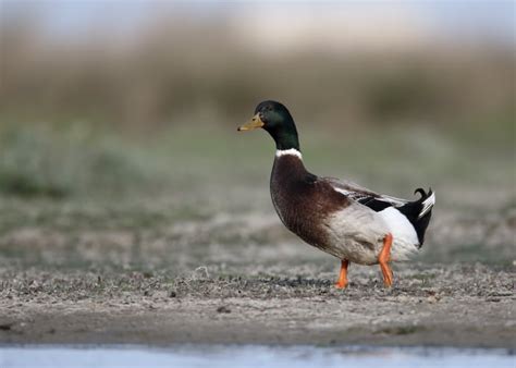 Rouen Duck Breed: Everything You Need To Know