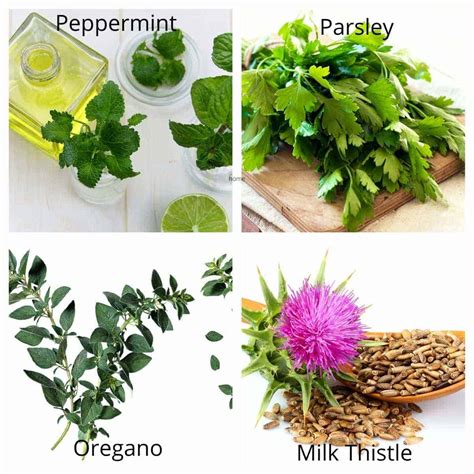 26 Herbs That Are Good For Dogs | House That Barks