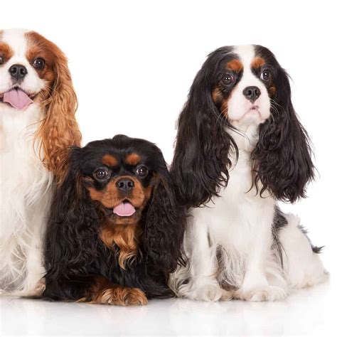 Cavalier King Charles Spaniel Good With Kids | atelier-yuwa.ciao.jp