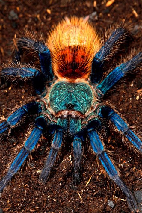 Chromatopelma cyaneopubescens green bottle blue tarantula | Spiders ...