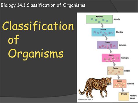 Taxonomy Meaning