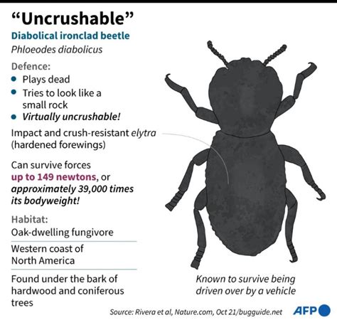 Bangkok Post - Scientists find secret of "uncrushable" beetle"s strength