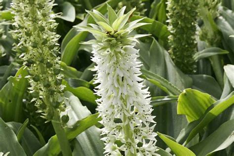 Eucomis autumnalis - BBC Gardeners World Magazine