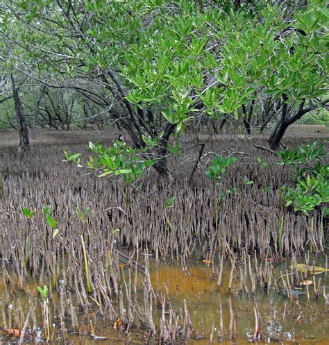 Avicennia Germinans, Black Mangrove, Pneumatophores, St. T… | Flickr