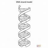 Dna Structure Coloring Worksheet Printable Pages sketch template