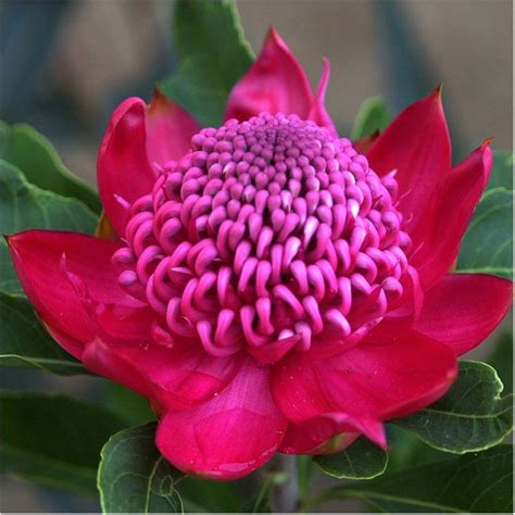 Waratah Shady Lady Crimson | Waratah flower, Australian native plants, Australian native flowers