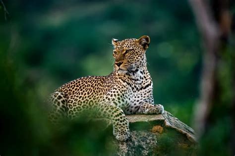 16 Leopard Facts You Should Know - Fact Animal