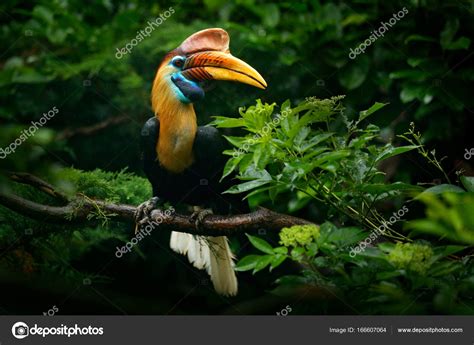 Rare exotic bird portrait Stock Photo by ©OndrejProsicky 166607064