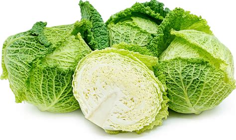 Savoy Cabbage Information, Recipes and Facts