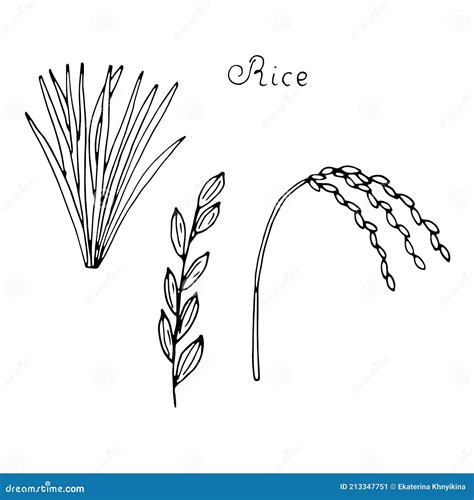 Share more than 131 rice plant drawing best - vietkidsiq.edu.vn