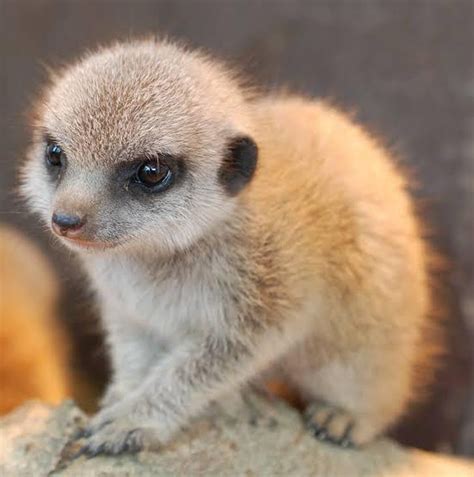 15 Photos of Baby Meerkats That’ll Make You Fall in Love With These ...