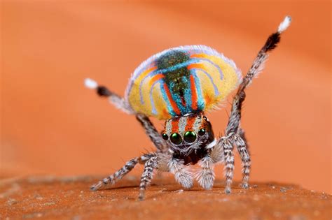 Maratus volans closeup - Jurgen Otto - Entomology Today