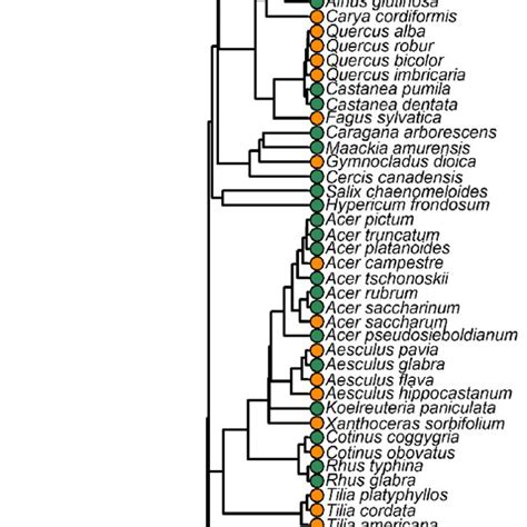 Phylogenetic tree of trees and shrubs surveyed, with species ...