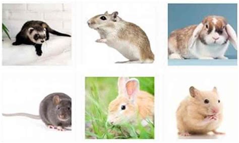 Only smaller animals will survive: Study