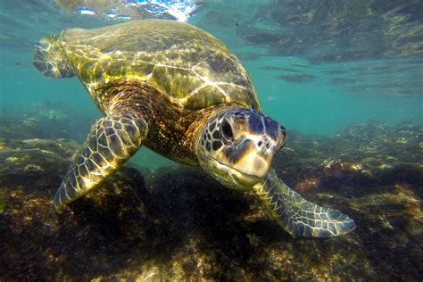 Napili Honu