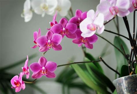 How to Repot Orchid Plants Successfully (Essential Tips) - Petal Republic