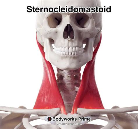 Sternocleidomastoid Muscle Anatomy - Bodyworks Prime