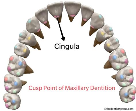 What is a Cusp? | Cusp of Carabelli | Dentistry