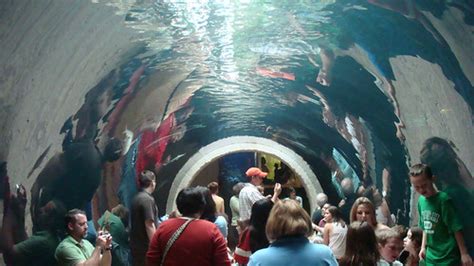 Shark Tunnel Dallas World Aquarium | gambinotoo | Flickr