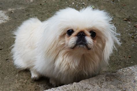 Fotos gratis : blanco, perro, peludo, vertebrado, derecho, raza canina, encantador, pekinés ...