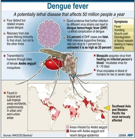 Wolbachia Dengue