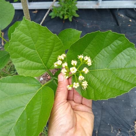 Lasura fruit, Cordia myxa, a promising crop for the world’s hotter ...