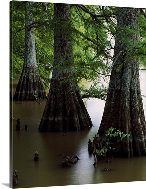 Bald cypress trees (Taxodium distichum) in Lake Bolivar, close up, Mississippi Wall Art, Canvas ...