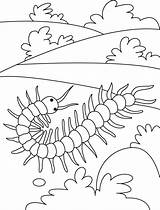 centipede On A Field Round coloring Pages  Download Free sketch template