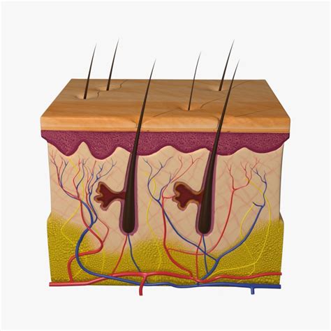 human skin anatomy 3d model