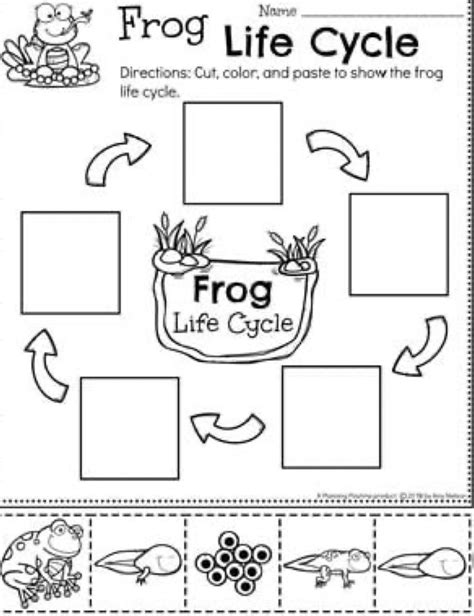 Pin on Pond | Preschool planning, Life cycles preschool, Life cycles