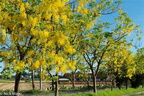 Blooming Indian Laburnum Trees | Shanzihjiao, South, Taiwan (2020) | Nick Mayo Photography