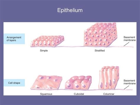 04 [chapter 4 the tissue level of organization][11e]