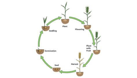 What is germination? - Twinkl