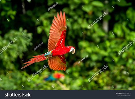 Red Parrot Flight Macaw Flying Green Stock Photo 1257477619 | Shutterstock