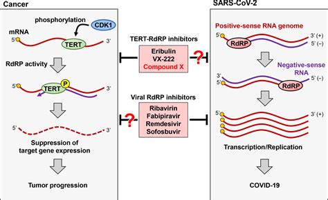 RNA‐dependent RNA polymerase, RdRP, a promising therapeutic target for ...