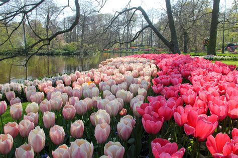 Tulips Fields in the Netherlands (and Visiting Keukenhof)