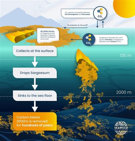 Sargassum Diagram