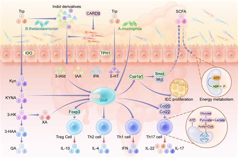 Tryptophan metabolism in health and disease: Cell Metabolism