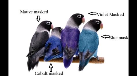 African Lovebirds Classification - YouTube