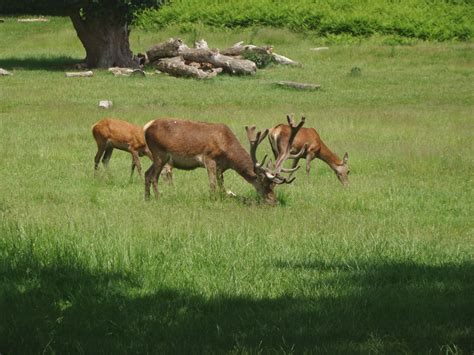 Photographs — Richmond Park — Deer — 8 June 2018 — 8 — wasaweb.net