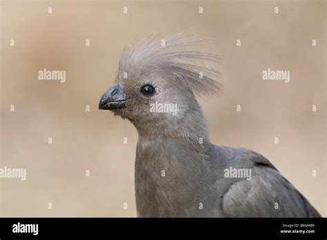 Grey go-away-bird portrait Stock Photo - Alamy