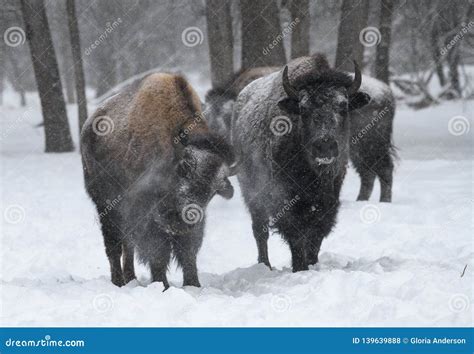 Herd of Bison in the Winter Stock Photo - Image of photographer, hair ...