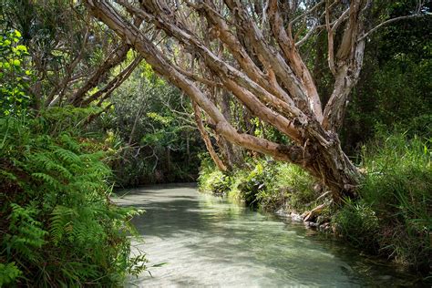 Fraser Island Tour Eli Creek | Pippies Beach House